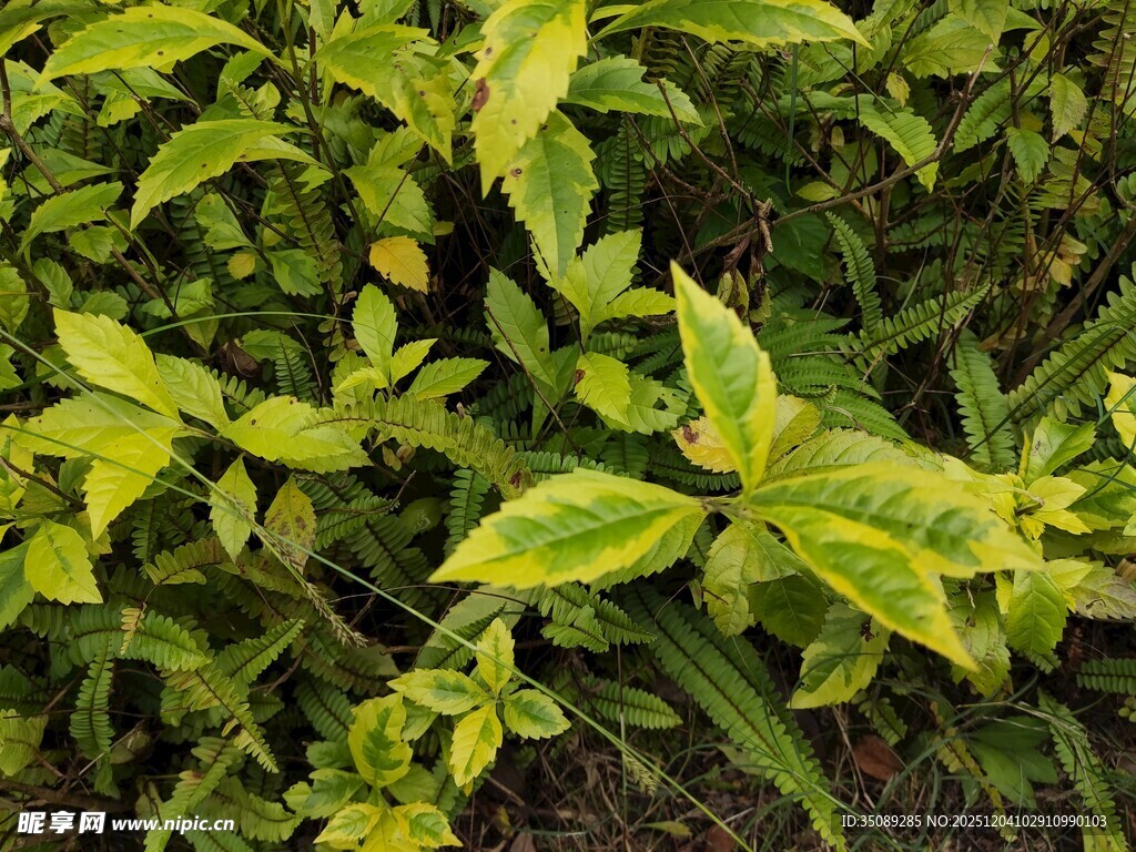 翠绿斑斓的植物叶片