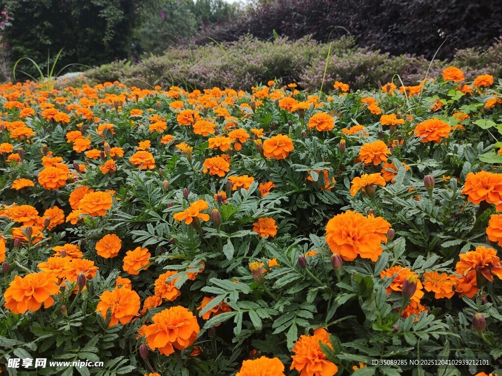 橙色万寿菊盛放的花田