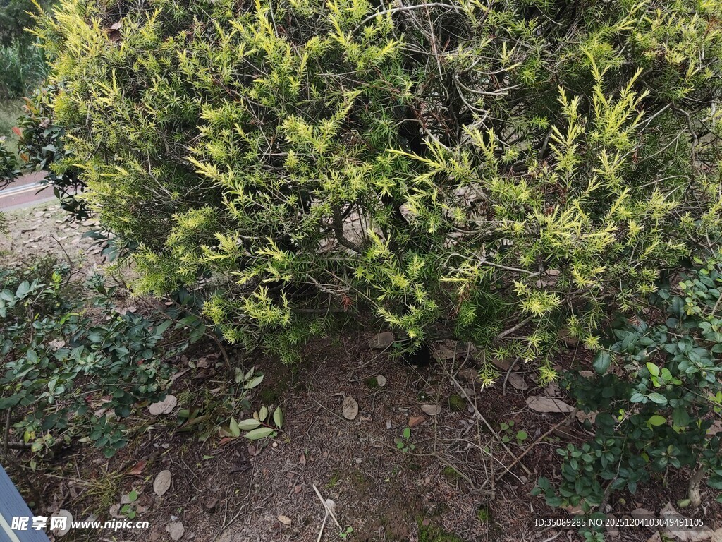 绿叶繁茂的灌木丛