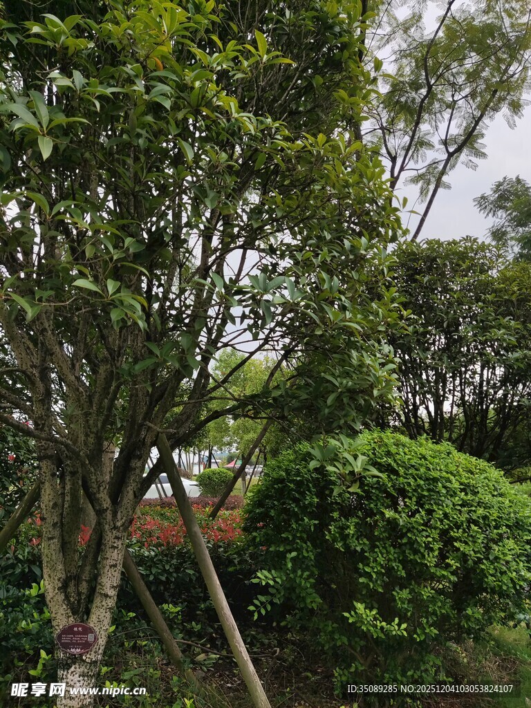 绿意盎然的园林景观