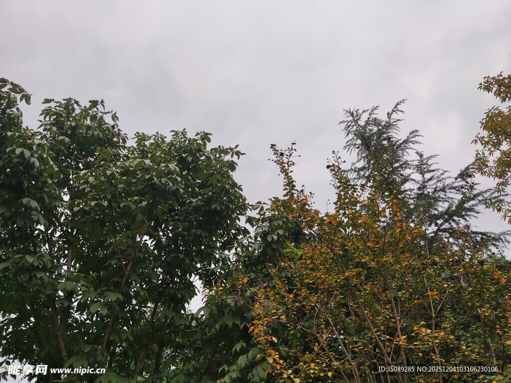 阴天中的葱郁树木