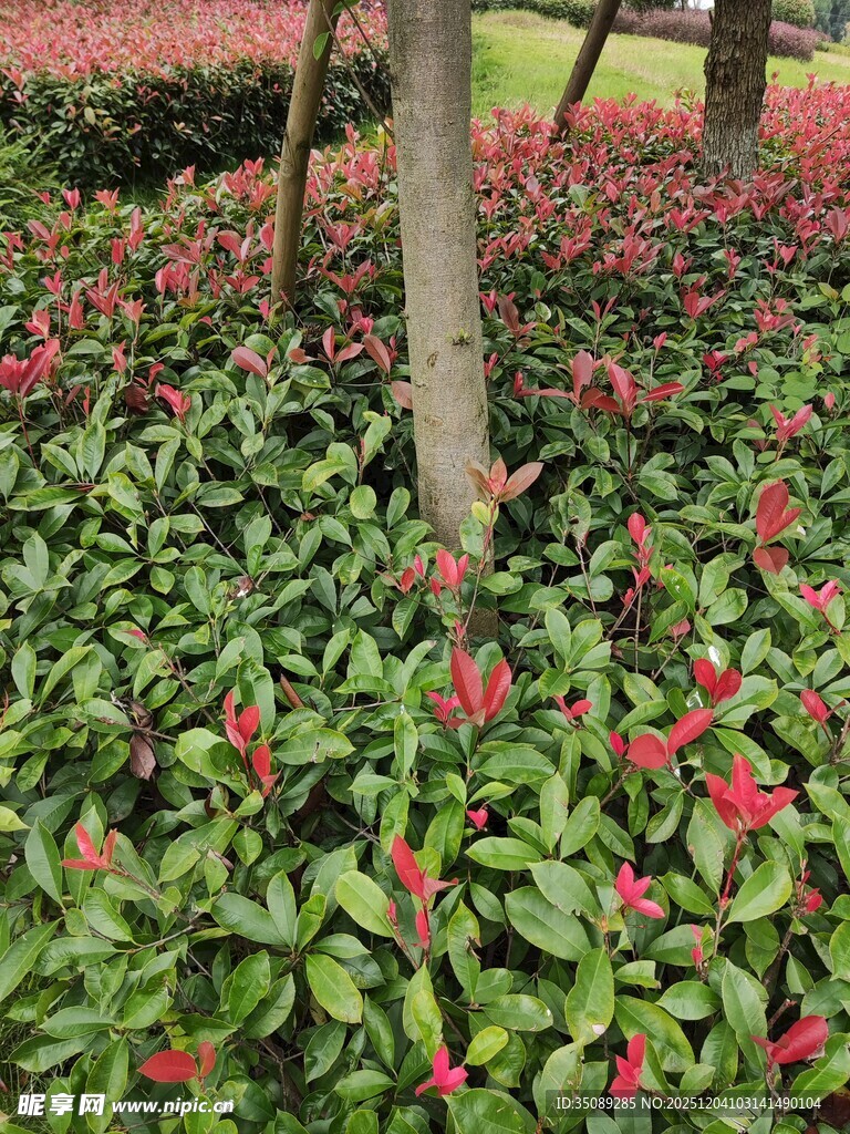 绿叶间的红色花卉景观