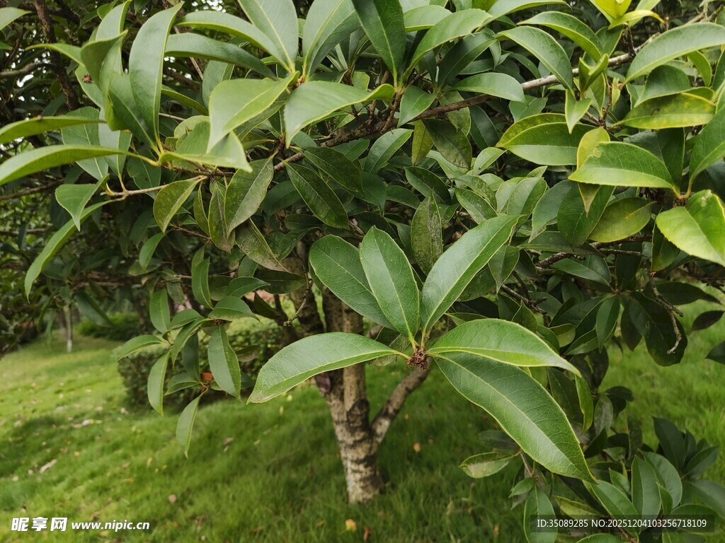 绿叶繁茂的小树苗