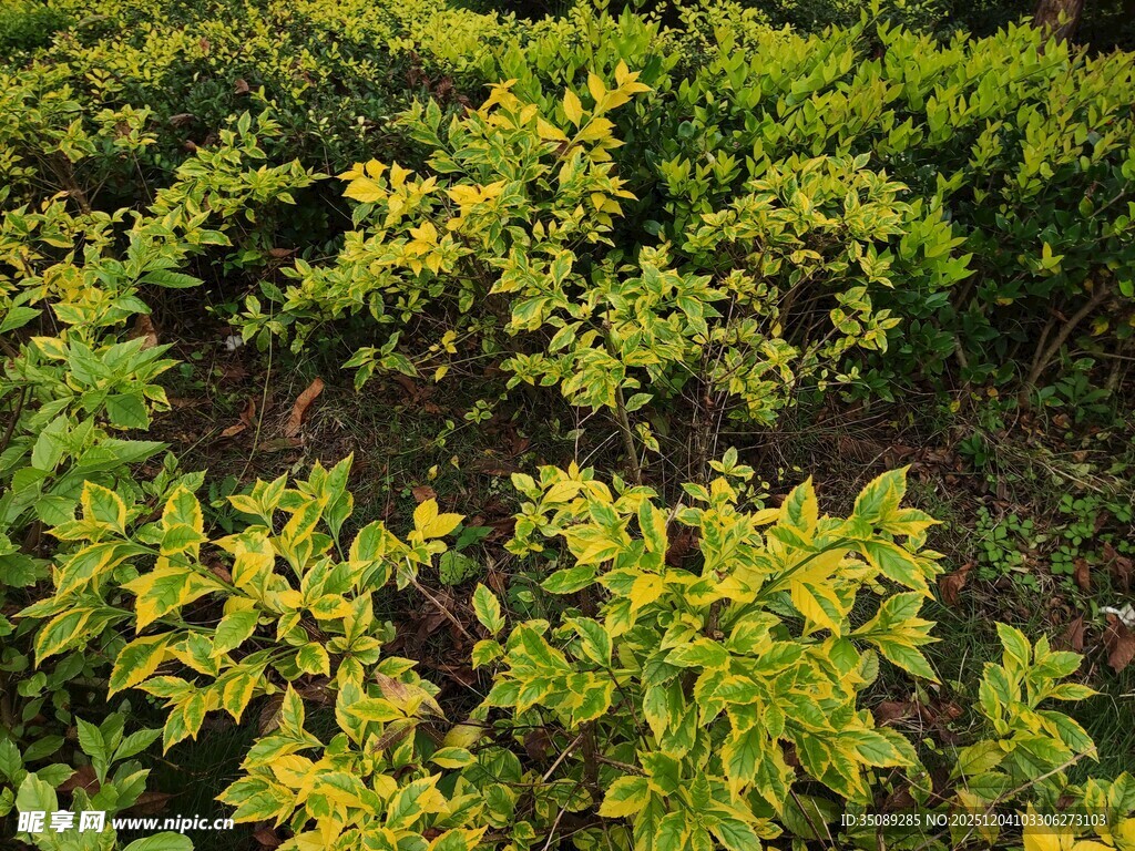 翠绿繁茂的灌木丛