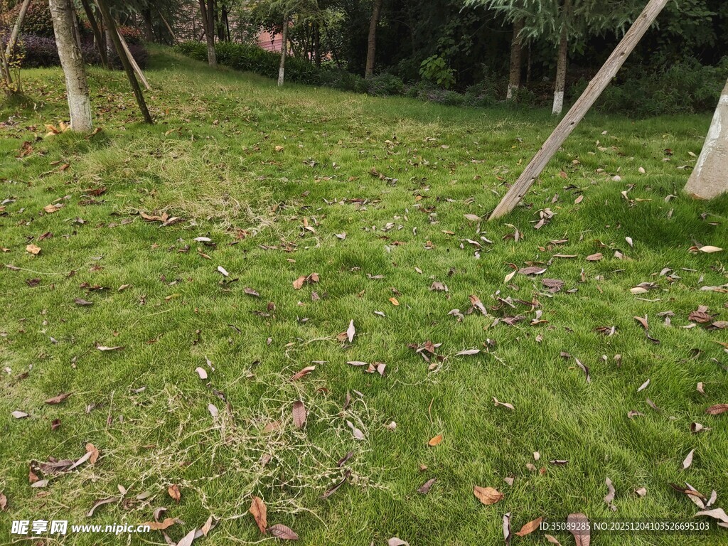 户外翠绿草地场景