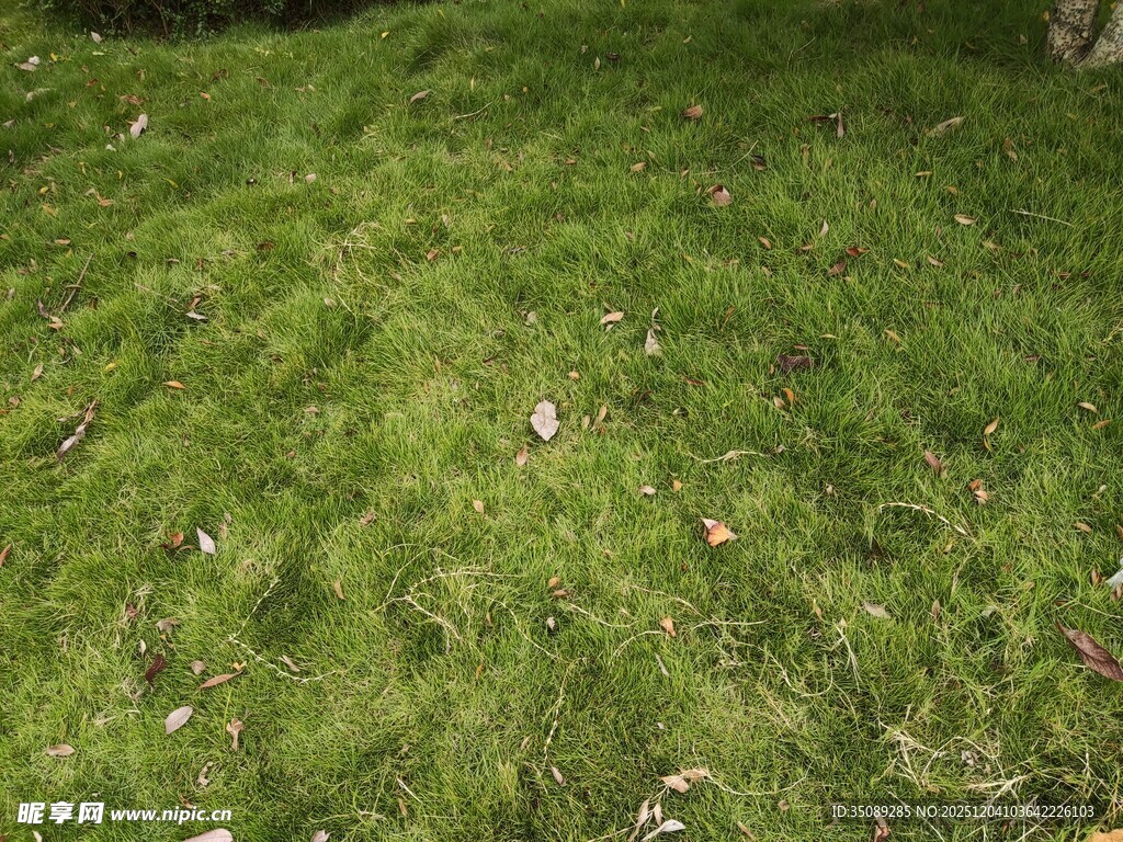 翠绿草地生机盎然