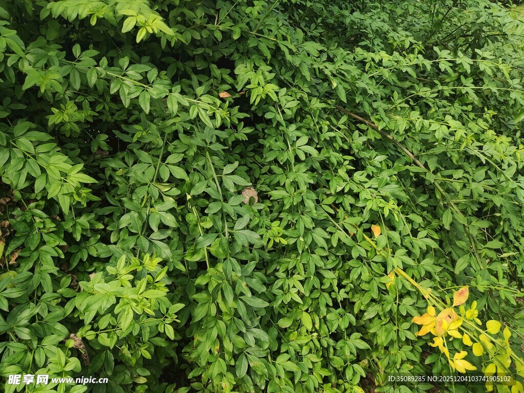 翠绿藤蔓覆盖的生机墙面