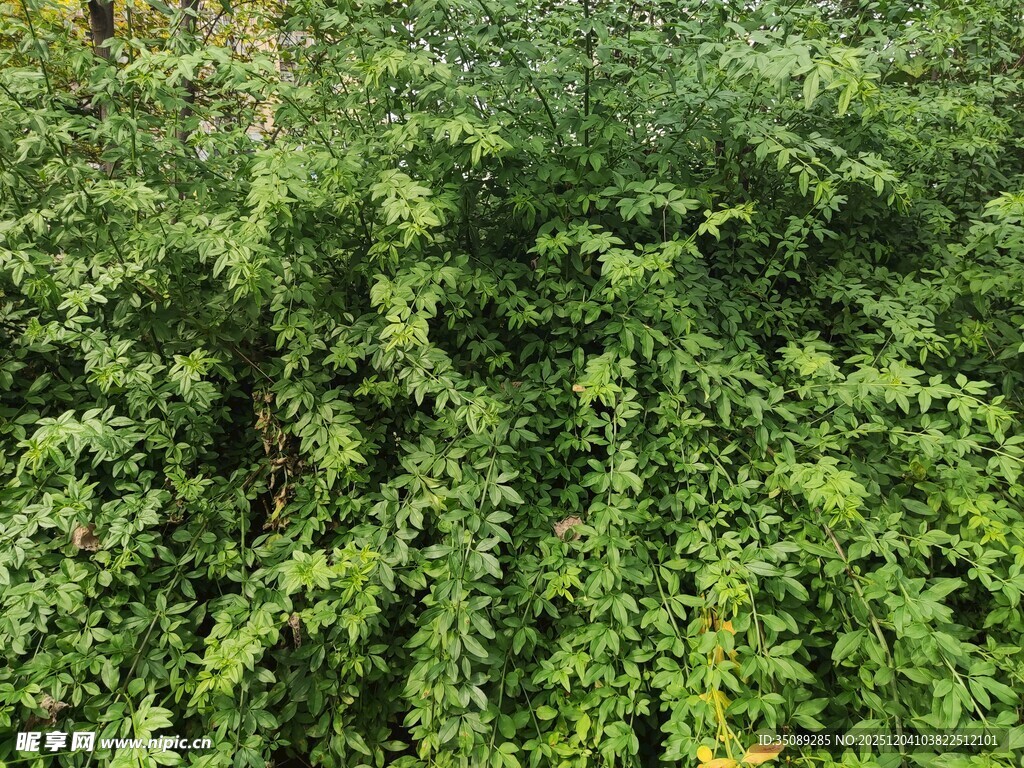 茂密绿植景观