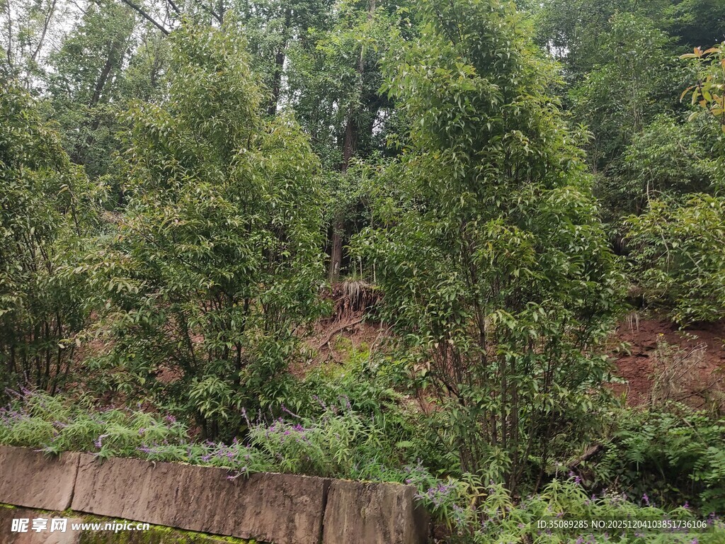 郁郁葱葱的树林景观