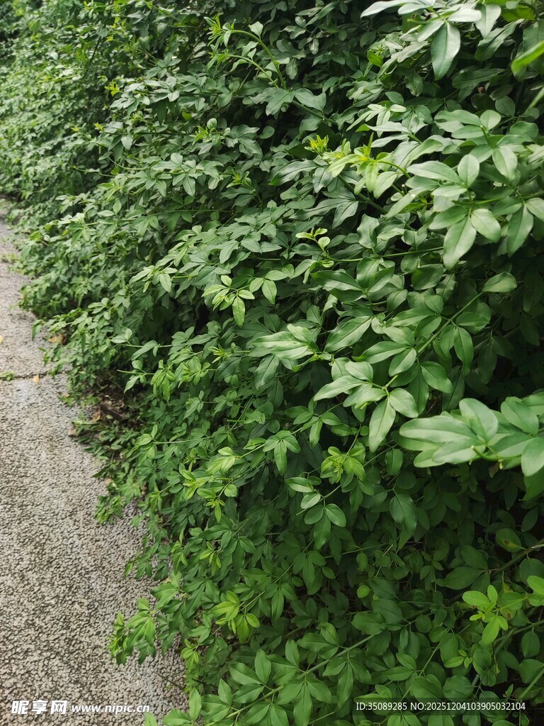 小径旁繁茂的绿色植物