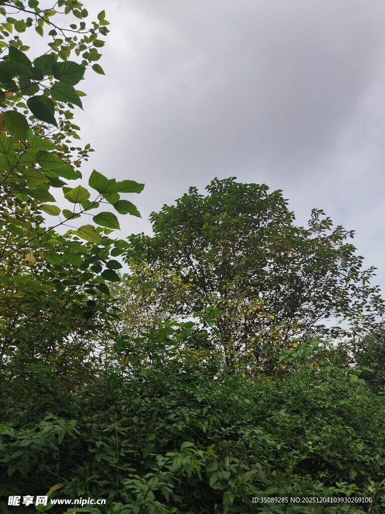 林间树冠与阴沉天空