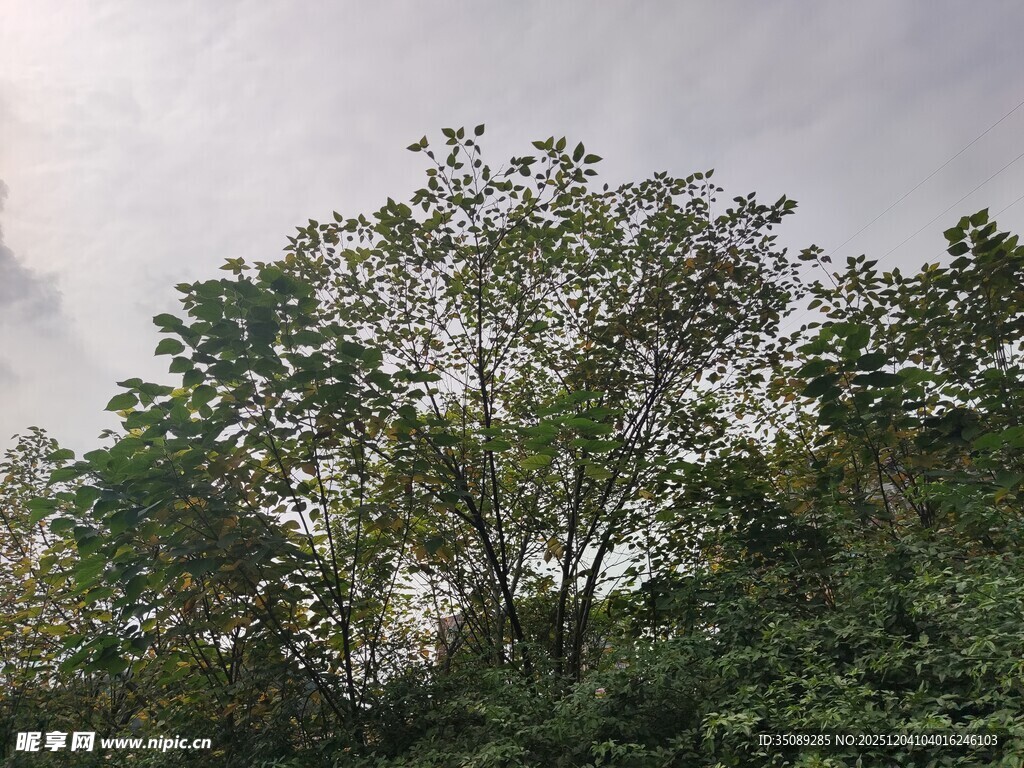 茂密树林中的繁茂树冠