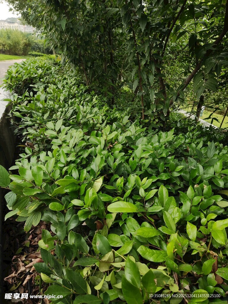 绿意盎然的繁茂植物景观