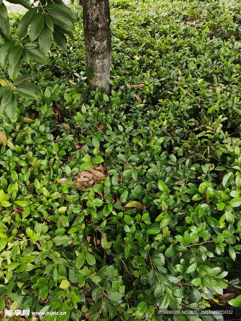 茂密绿植覆盖的地面场景