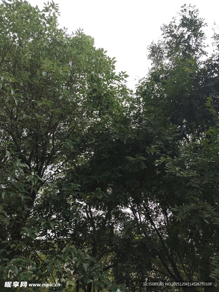 茂密树林绿意盎然