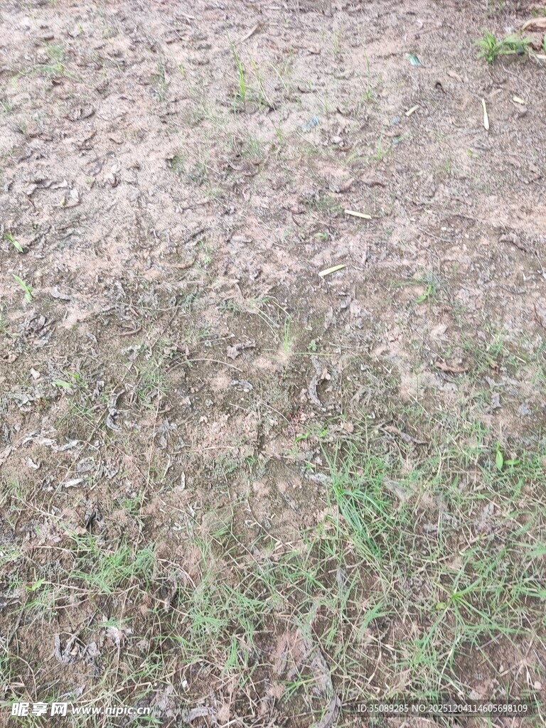 地面稀疏小草景观