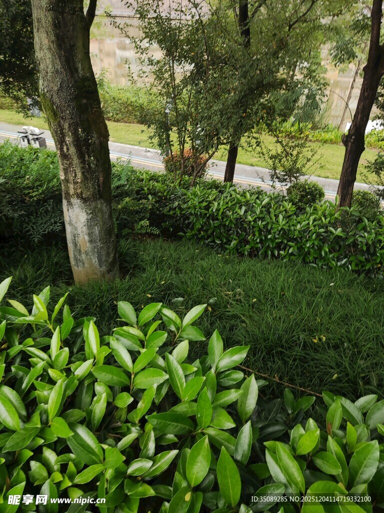 绿意盎然的公园绿植景观