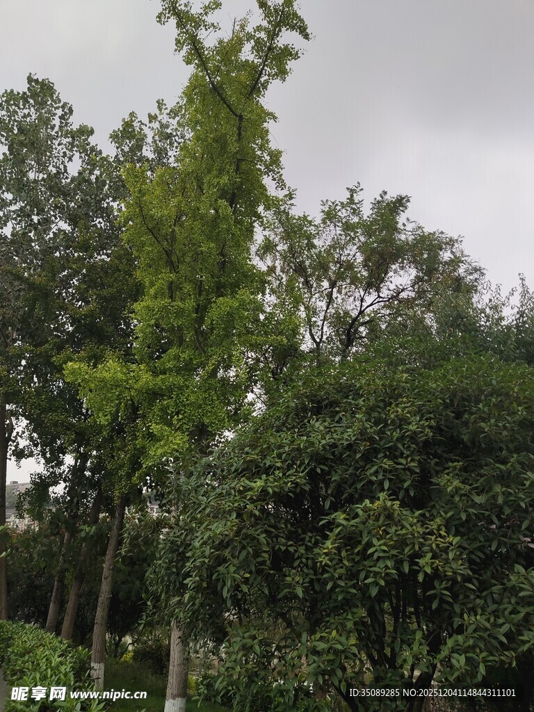 绿意盎然的树林景象