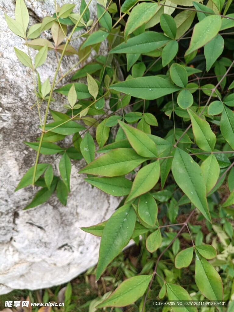 绿叶环绕的灰白物体