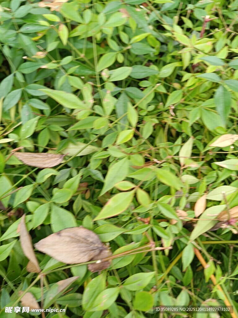 翠绿繁茂的植物叶片