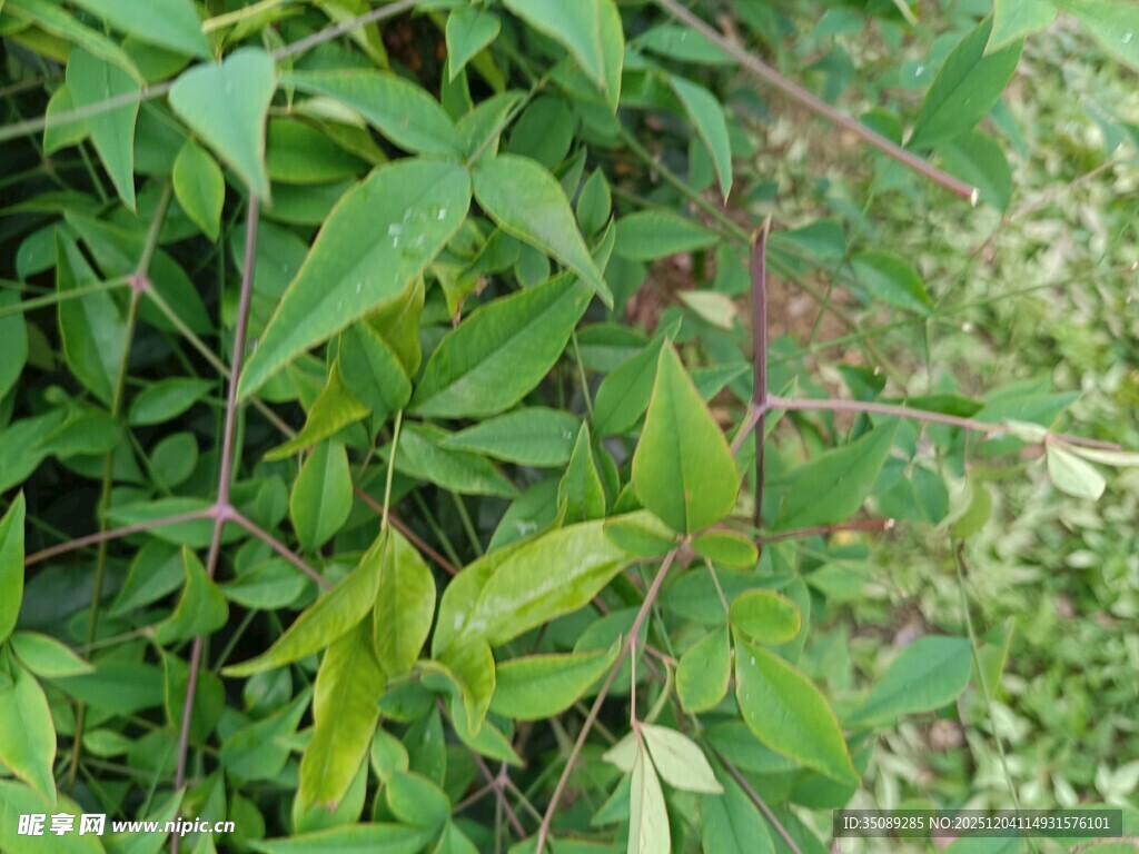 绿叶繁茂的植物景观