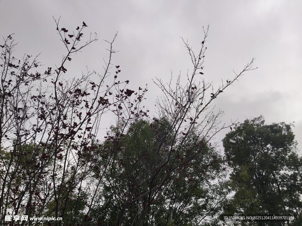 阴天中的树木与枝丫
