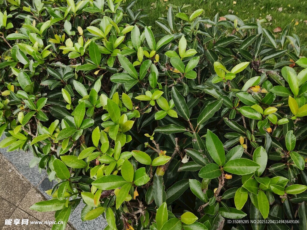 翠绿繁茂的绿植景观