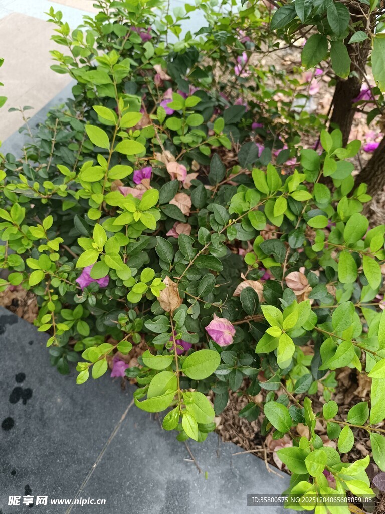 绿叶间绽放的娇艳小花