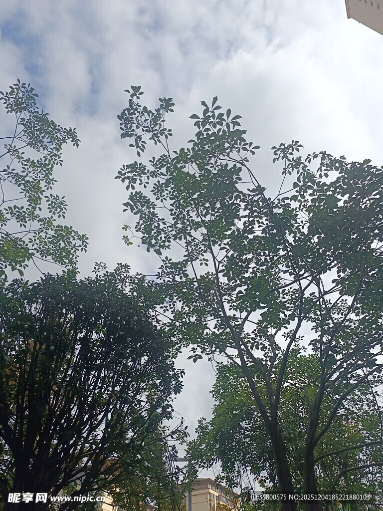 天空下的繁茂绿树