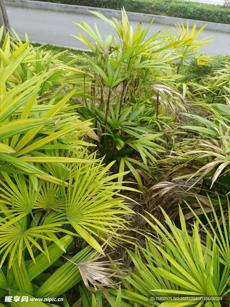 翠绿蒲葵植物景观