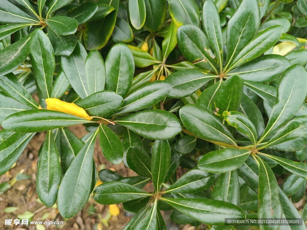 绿叶间的黄色小花