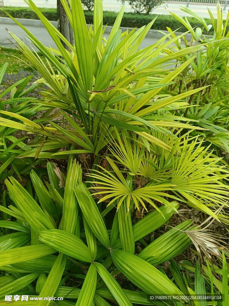 翠绿葱茏的多样绿植