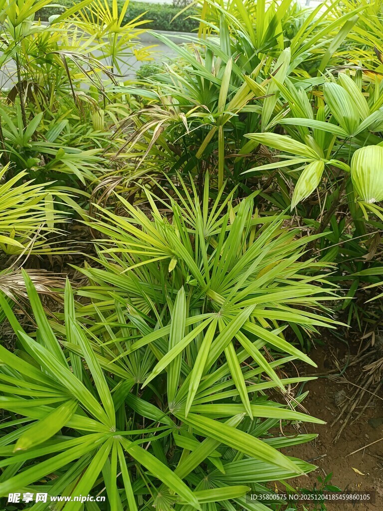 翠绿繁茂的热带植物景观
