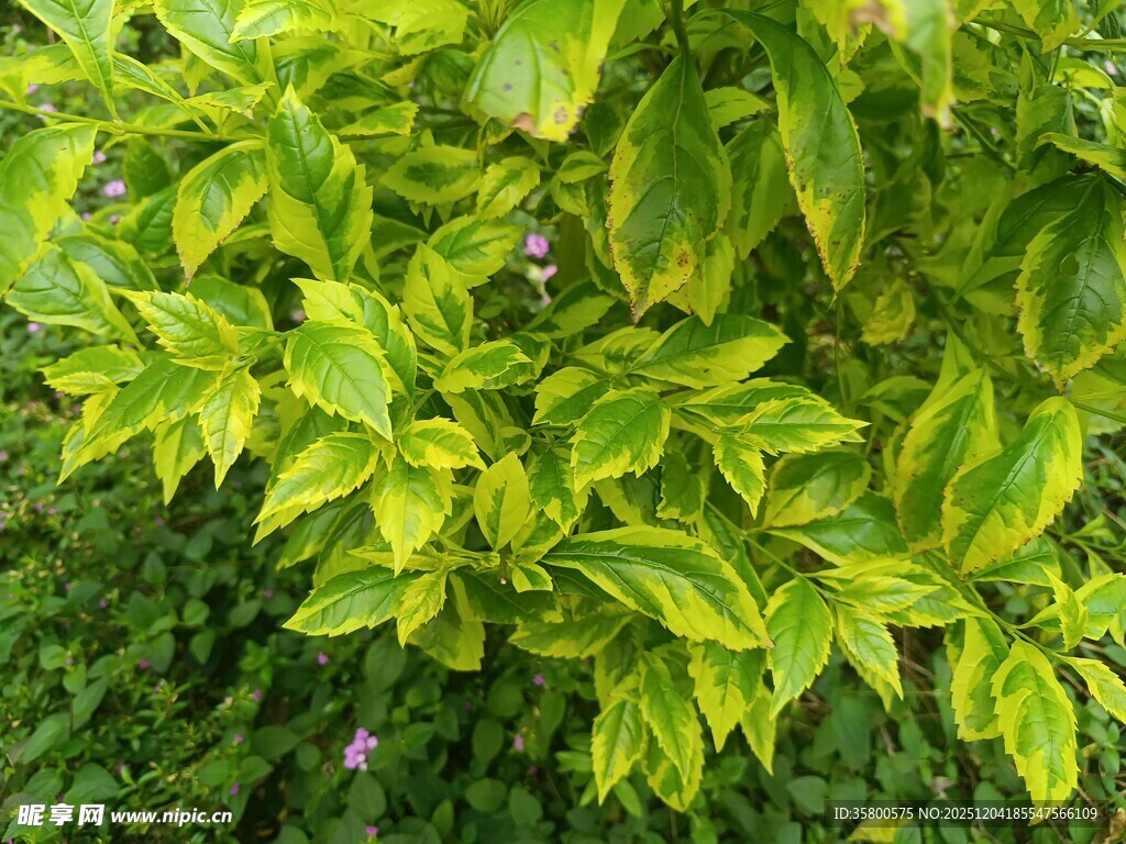 翠绿斑斓的生机叶片