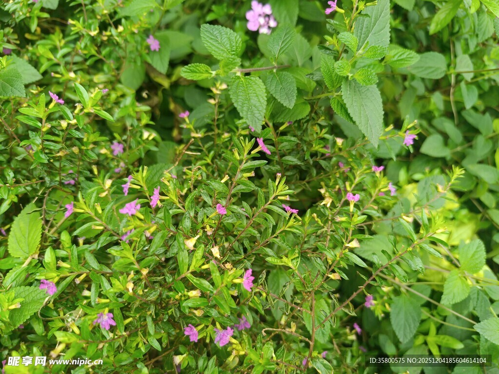 绿叶丛中的紫色小花