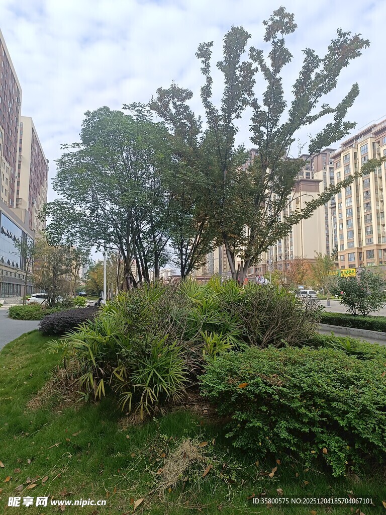 城市街边绿植景观