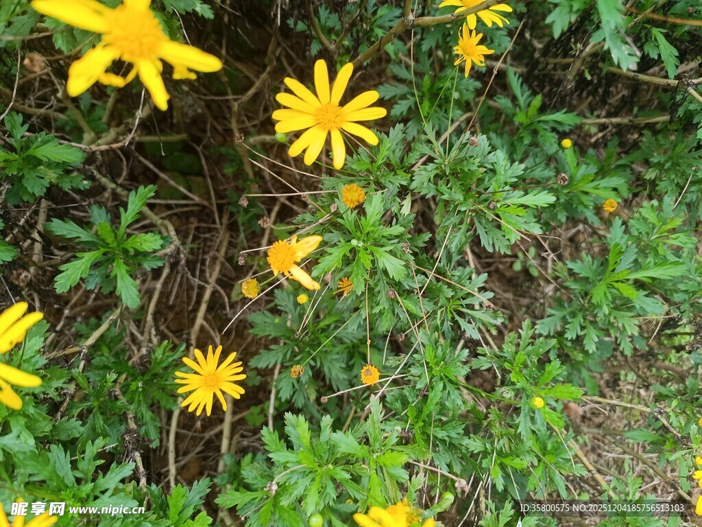 黄色小花绽放于绿叶间