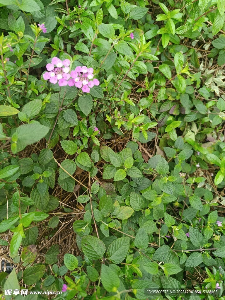 绿叶丛中的粉紫色小花