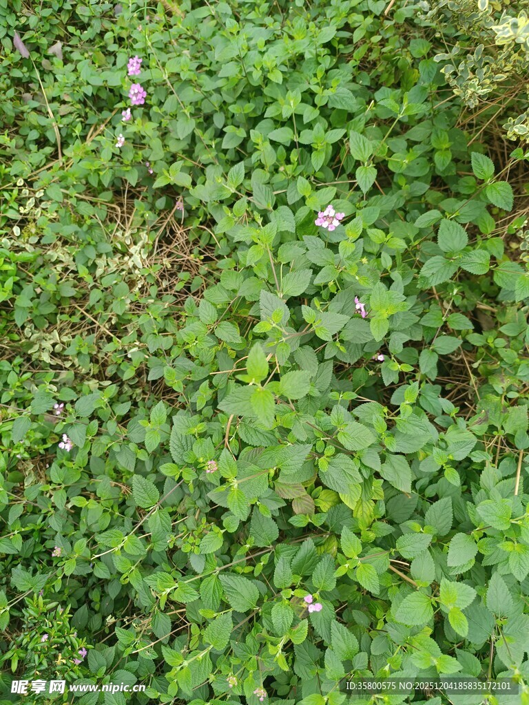 翠绿繁茂的地面植物景观