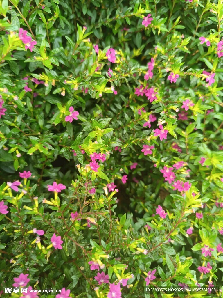 繁花绿叶的美丽植物景观