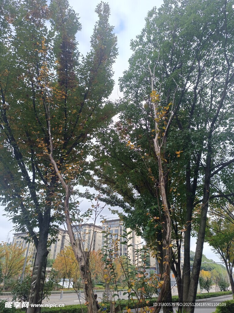 秋日公园树木景致