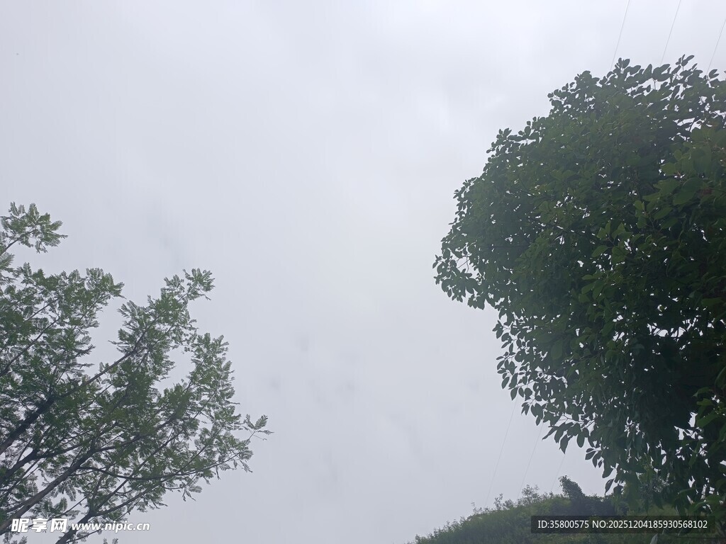 仰视天空中的两棵绿树