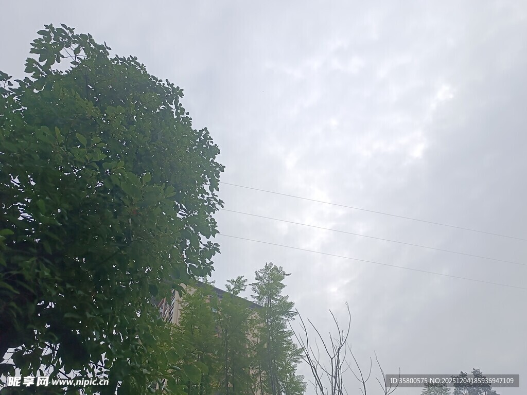 阴天里的葱郁树木