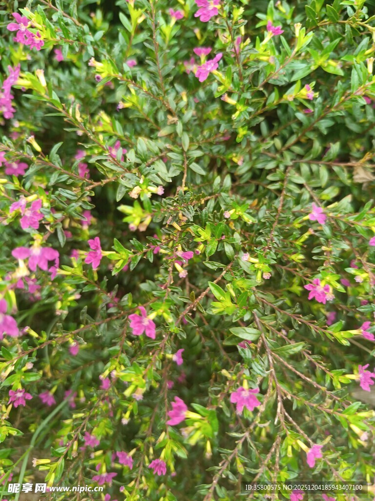 繁茂花丛中的娇艳粉花