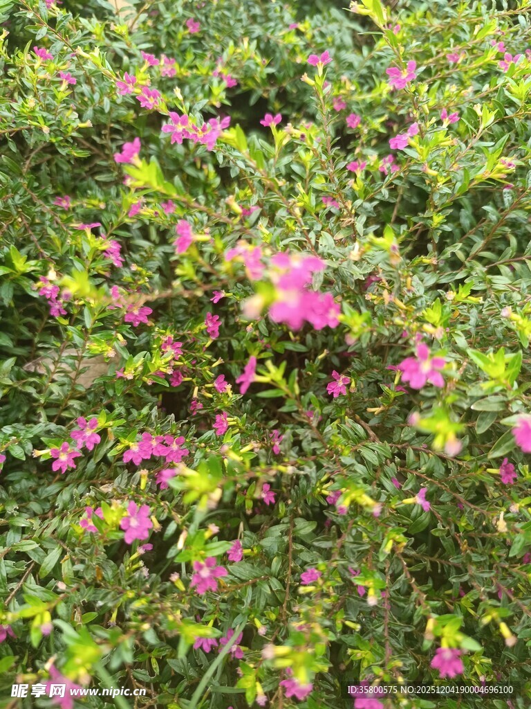 繁茂花丛中的艳丽粉花