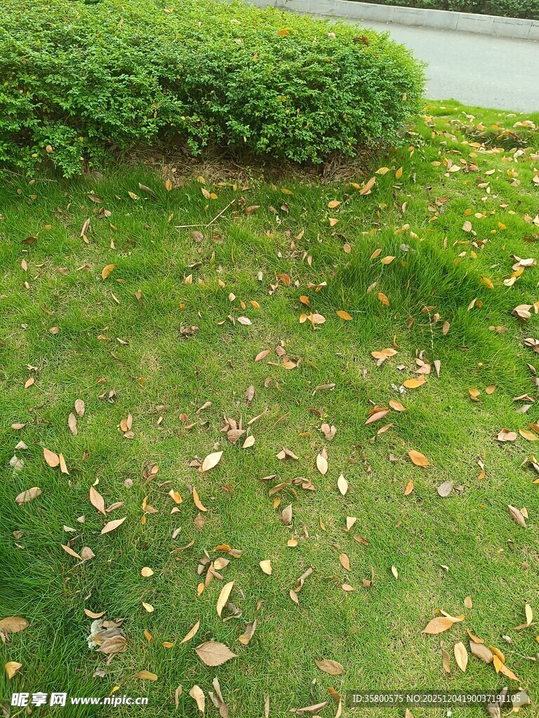 草坪上散落的枯黄树叶