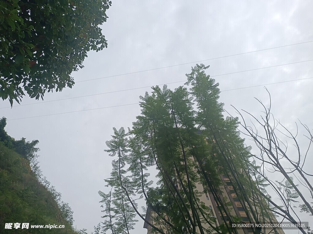 仰视山林间的葱郁树木