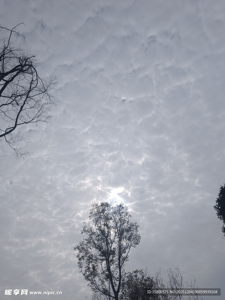 冬日树梢间的朦胧日光