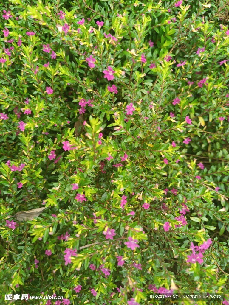 绿叶丛中绽放的娇艳小花