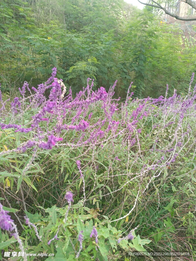 野外紫色花丛景色